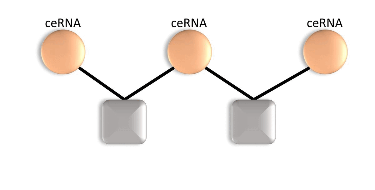 ceRNA_int